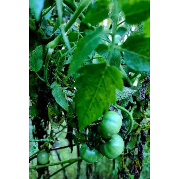 Natural Tomato Plant
